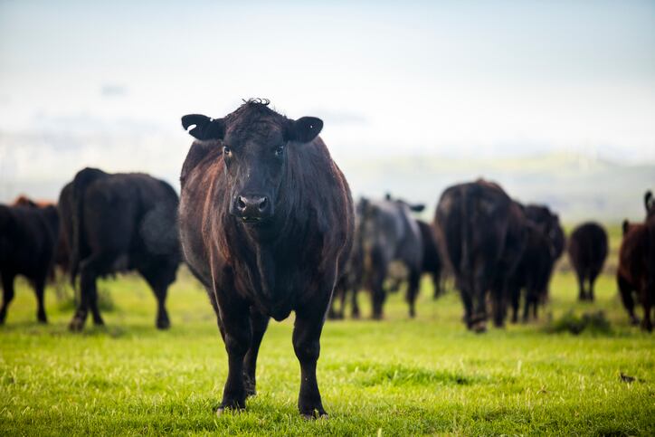Beef market outlook: China’s reopening and US supply contraction bring opportunities