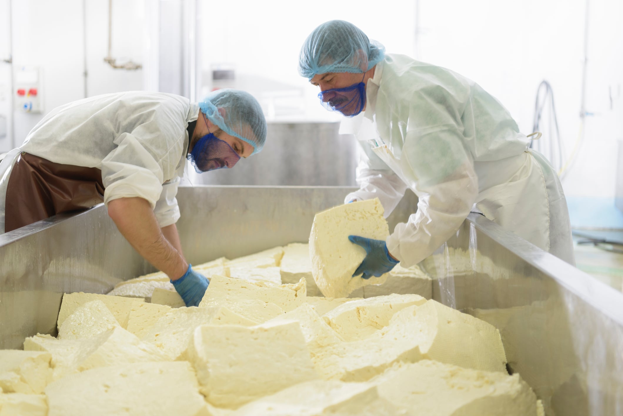 Workers making mozzarella cheese.