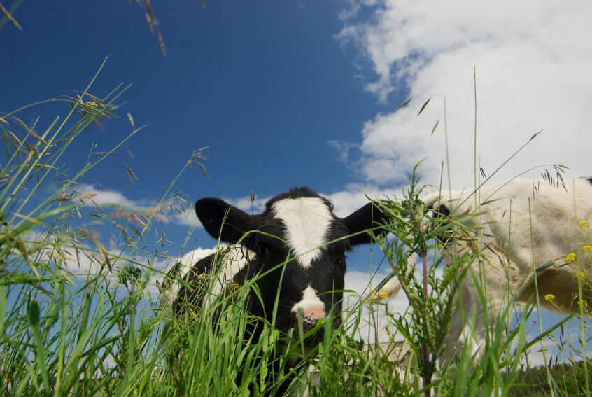 Dairy protein without the cow? ‘Cell factories do all the work’