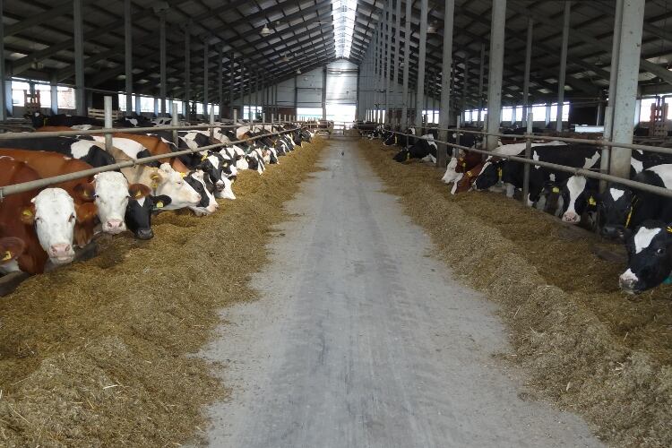 Ekosem-Agrar AG presents preliminary figures for 2020