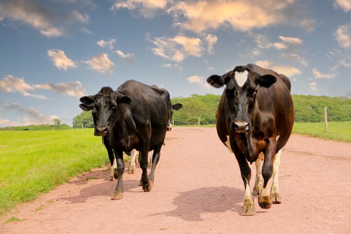 Review: Adoption of existing mitigation strategies can help meet livestock methane reduction targets by 2030