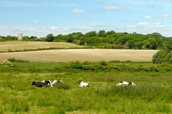 Declines in dairy, Rabobank forecasts