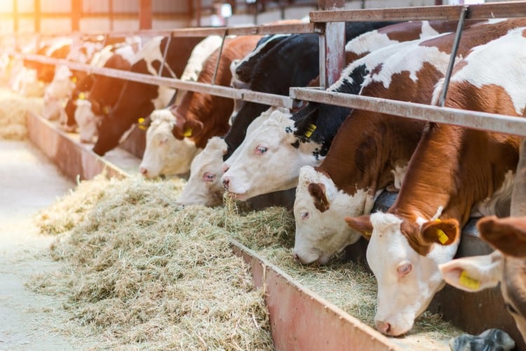 Benefits-from-adding-molasses-to-straw-for-feed-supply.jpg