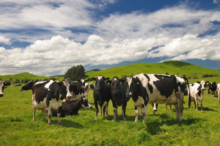 Reduced demand dents Fonterra’s farmgate milk price