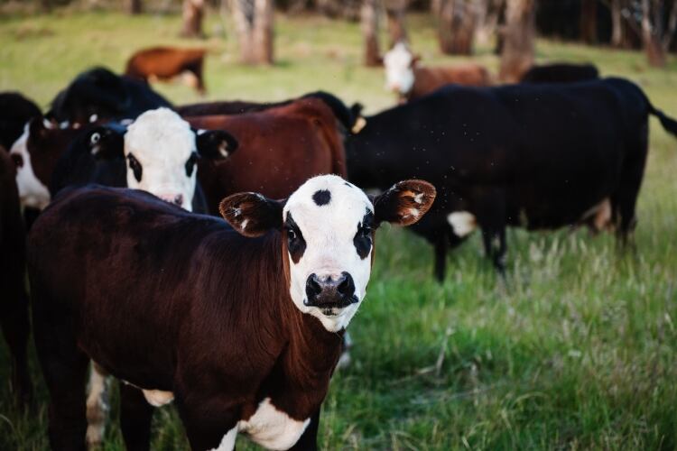 Maxum-Foods-issues-April-global-dairy-commodity-update.jpg