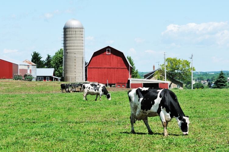 US dairy farmers dumping milk due to coronavirus situation