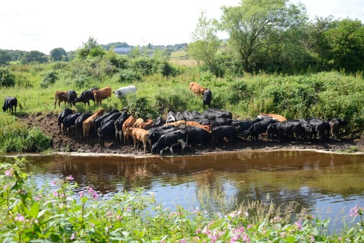 DSM feed additive could cut methane emissions by 30%