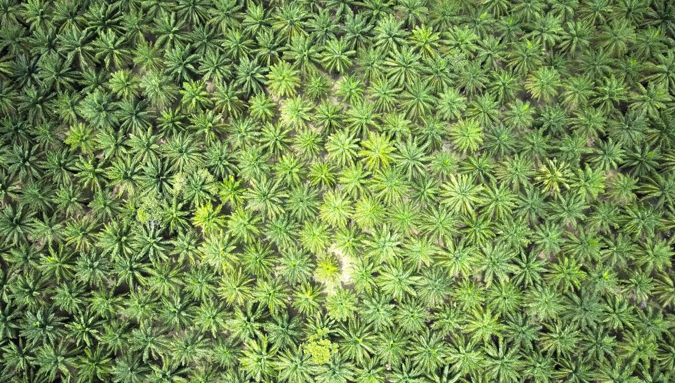 palm-plantation-GettyImages-heivideo.jpg
