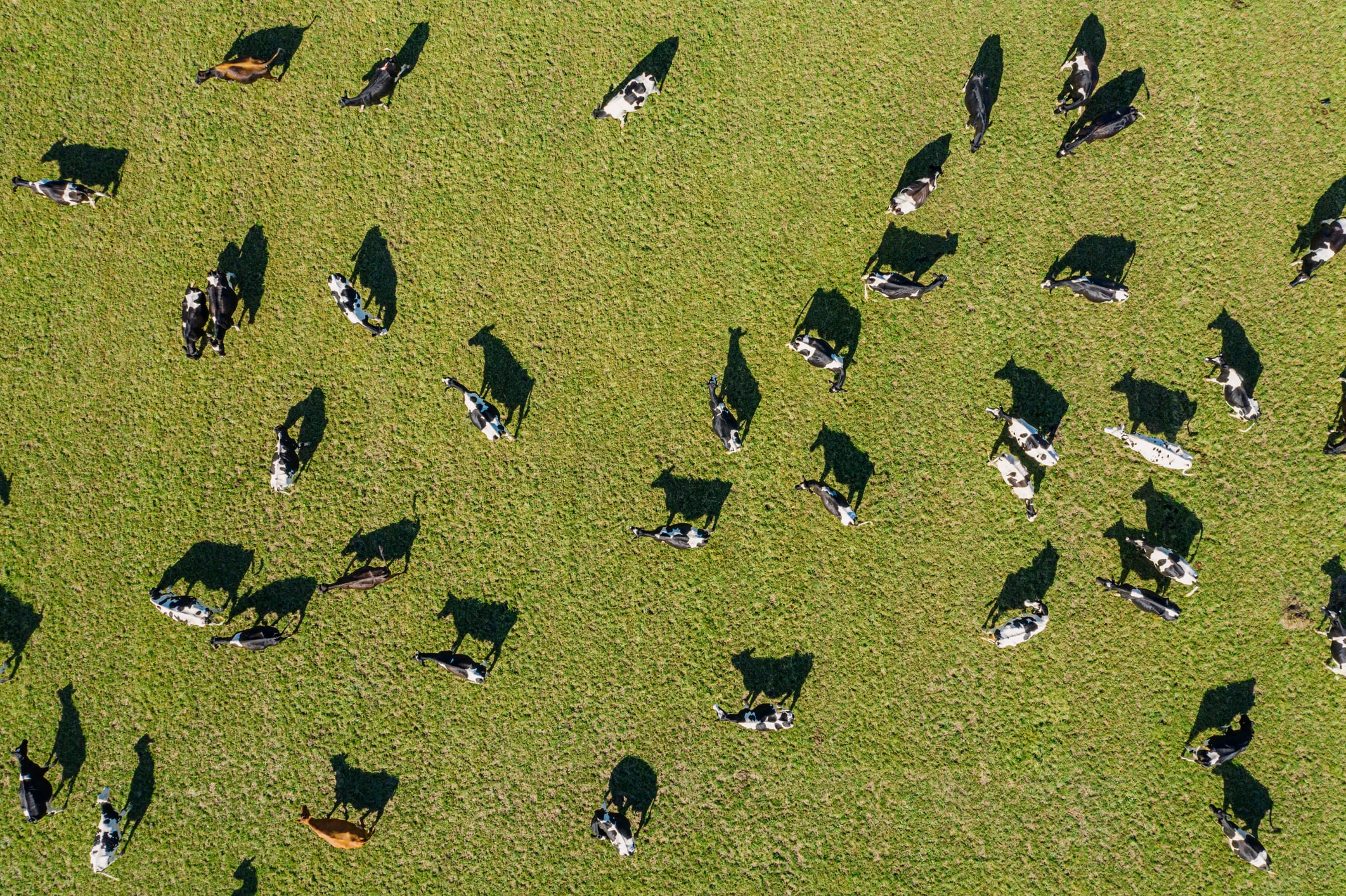 How worrying is Nestlé’s methane backtrack?