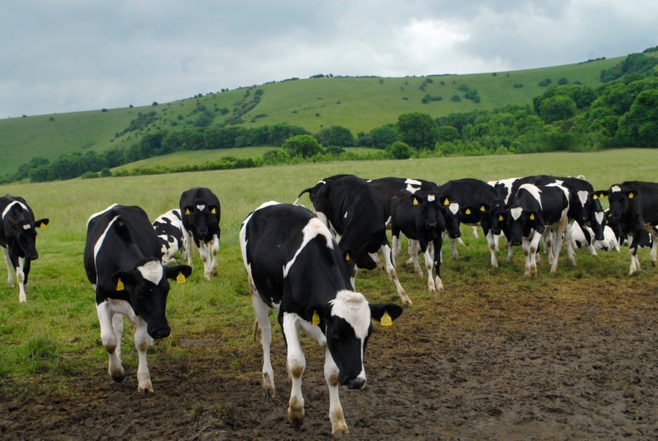 DFA leads top 20 milk processors 