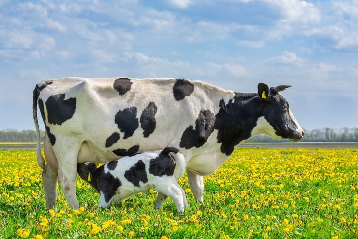 Balchem: Supplementation of cows with choline benefits the calf