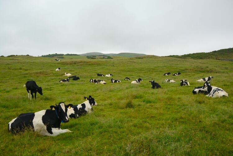 NFU seeks coronavirus crisis meeting to save dairy sector