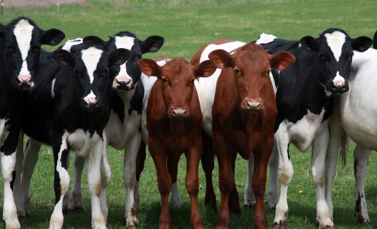 More than 800 Wisconsin dairies closed in 2019