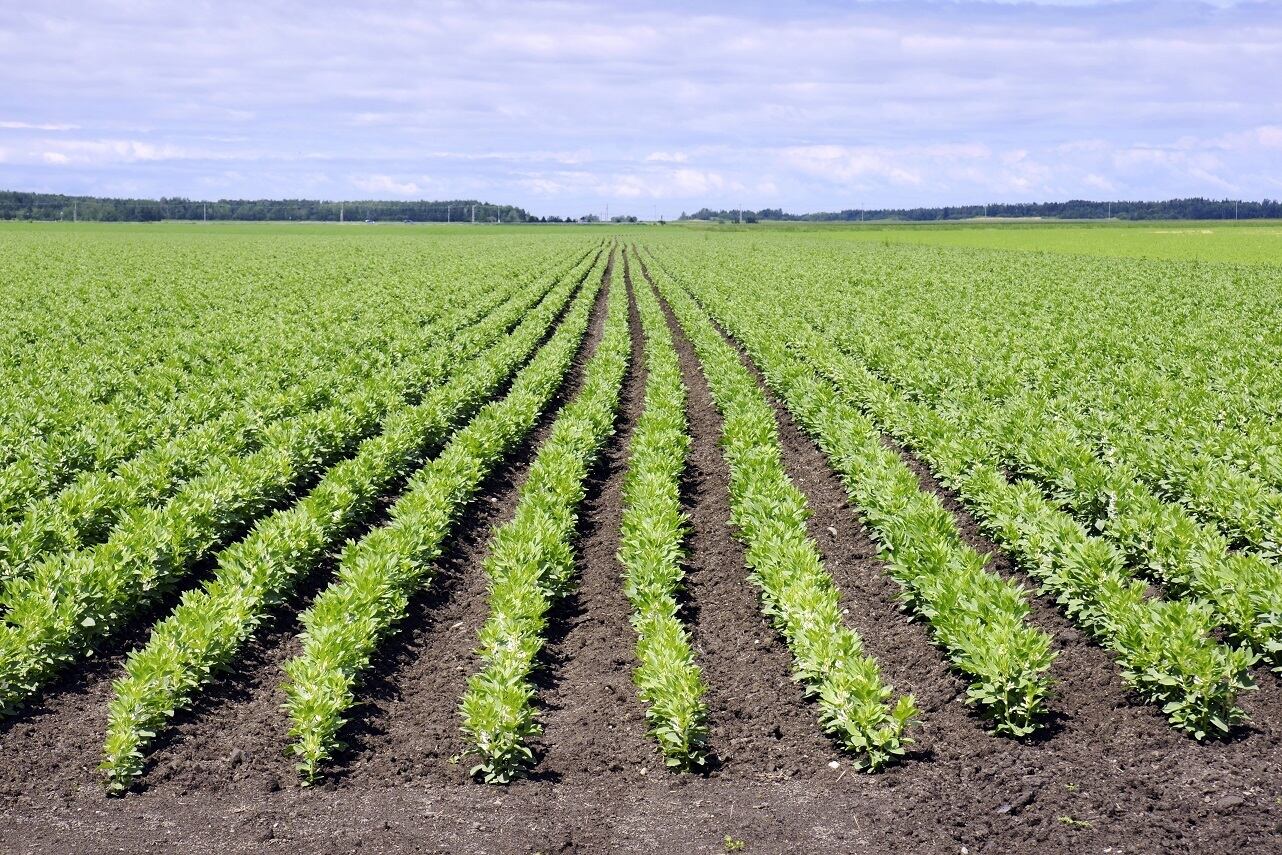 Beneo adds faba bean derived protein and starch ingredients to animal nutrition range 