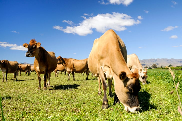 New Zealand dairy farming’s water use under scrutiny