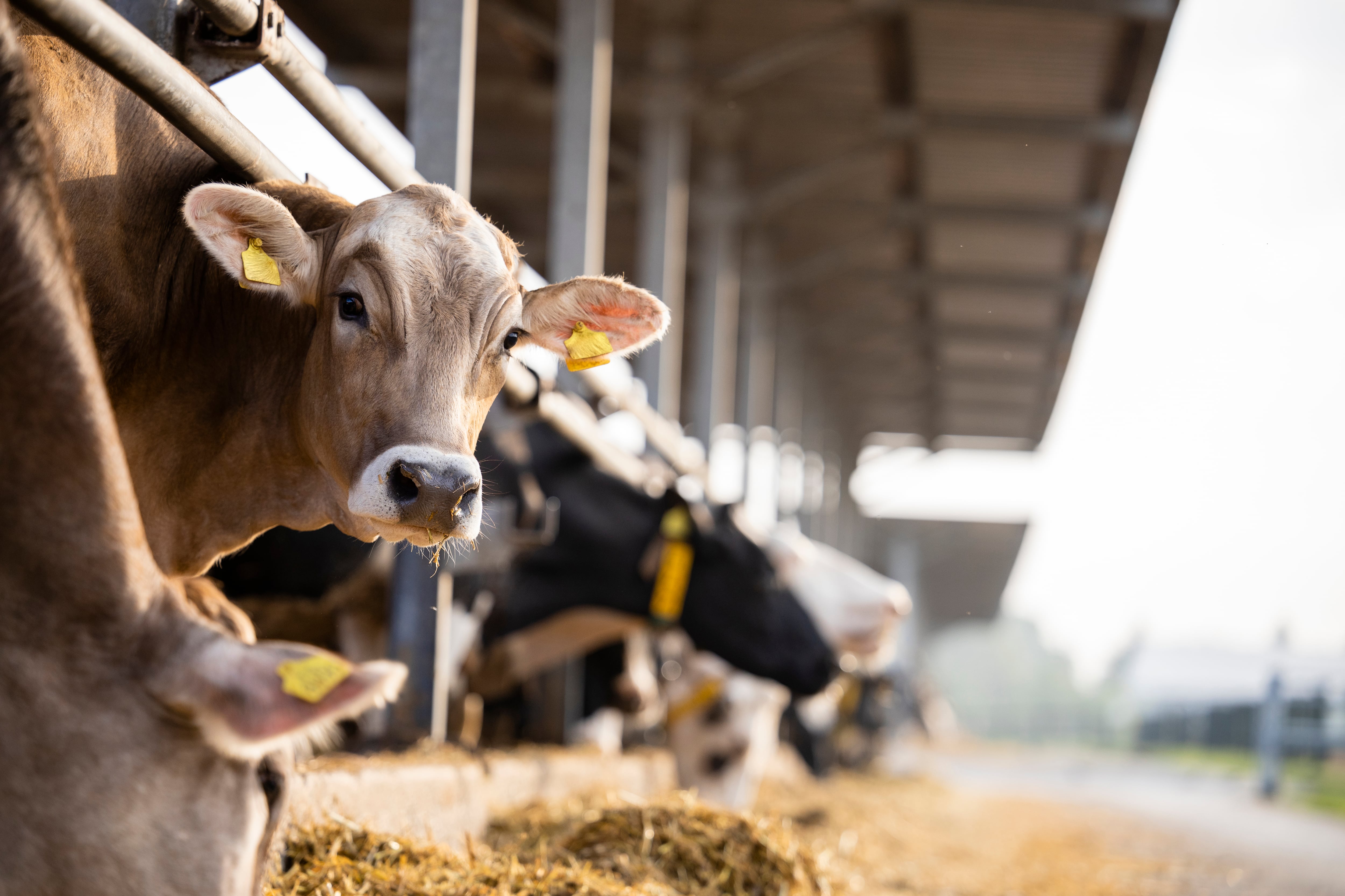 Will cow-burp supplement spark new backlash?
