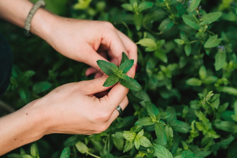 GettyImages-YorVen-mint.jpg