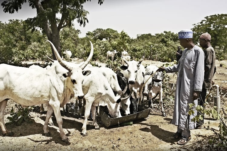 Arla commits to sustainable dairy sector in Nigeria