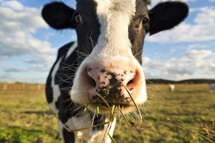 Volatility to remain ‘a persistent force’ in dairy despite likely ‘slow but steady’ increase in prices