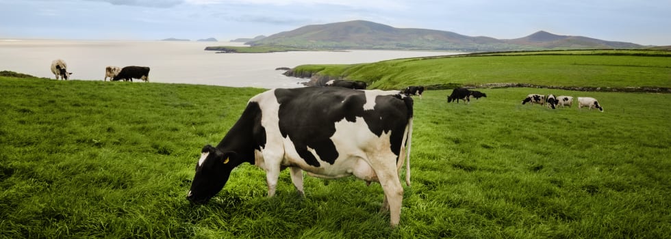 Ireland drives European dairy campaign in Asia, as global Irish dairy exports grow 