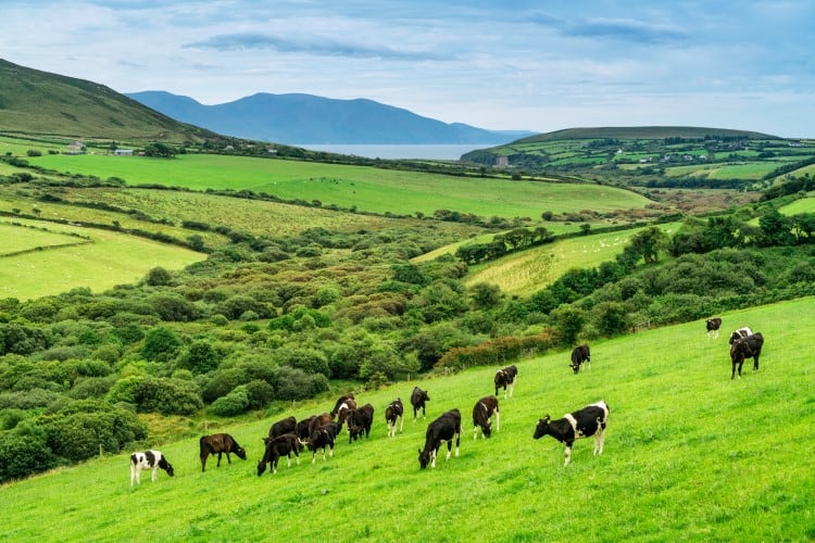 Ethical, organic, regenerative: What does it all mean for sustainability?