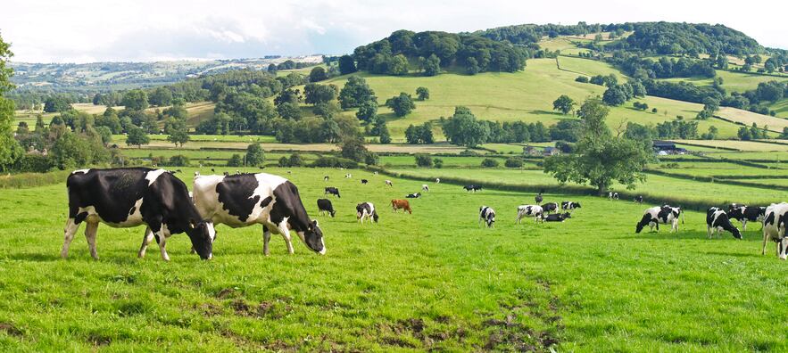 RaboResearch:  More affordable feed brings farmers relief but signs of weakening demand for dairy