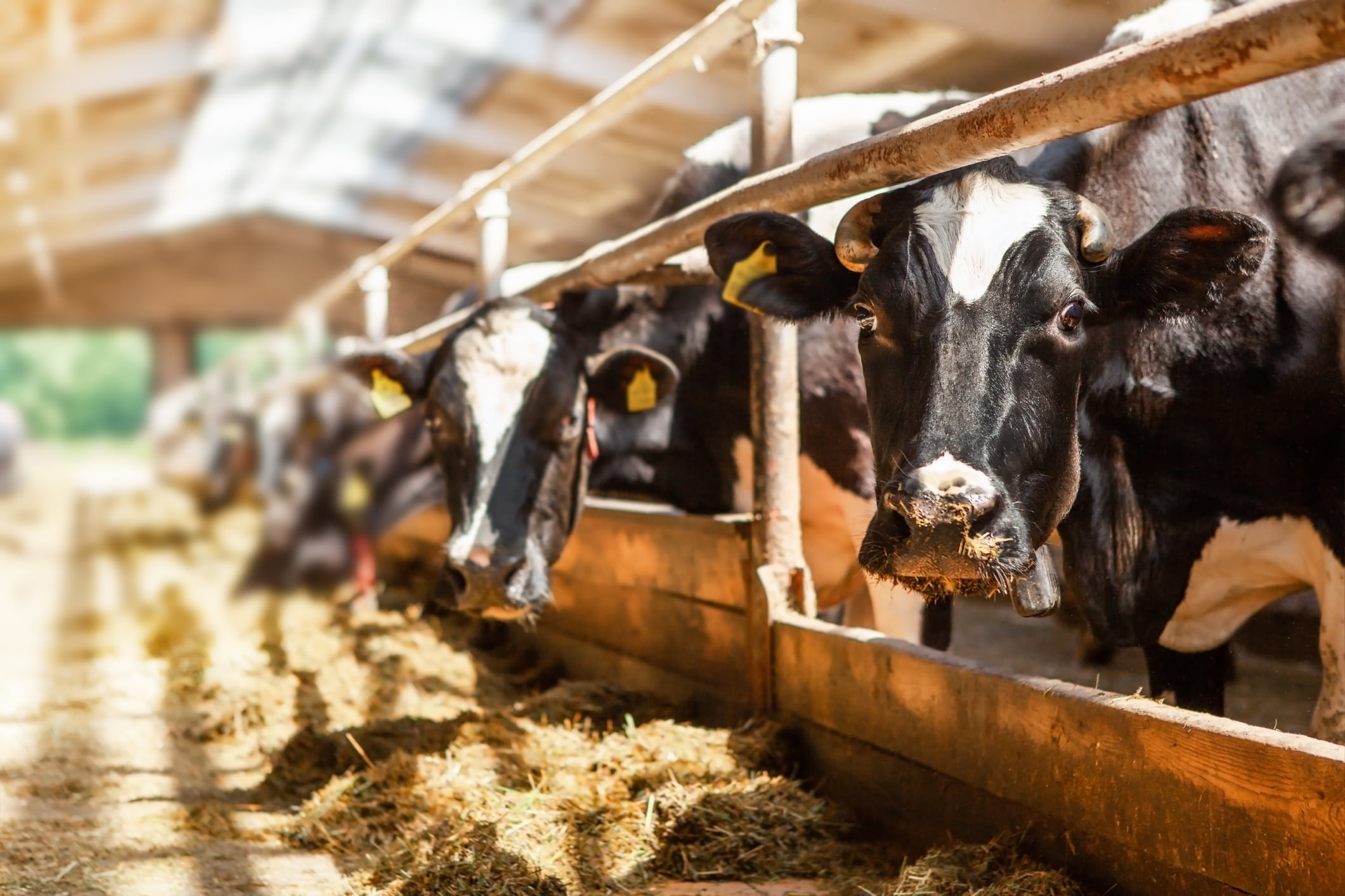 Radical methane tech tackles dairy’s farm emissions