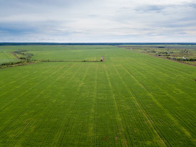 Agrifirm shares protocol for buying deforestation and conversion-free soy