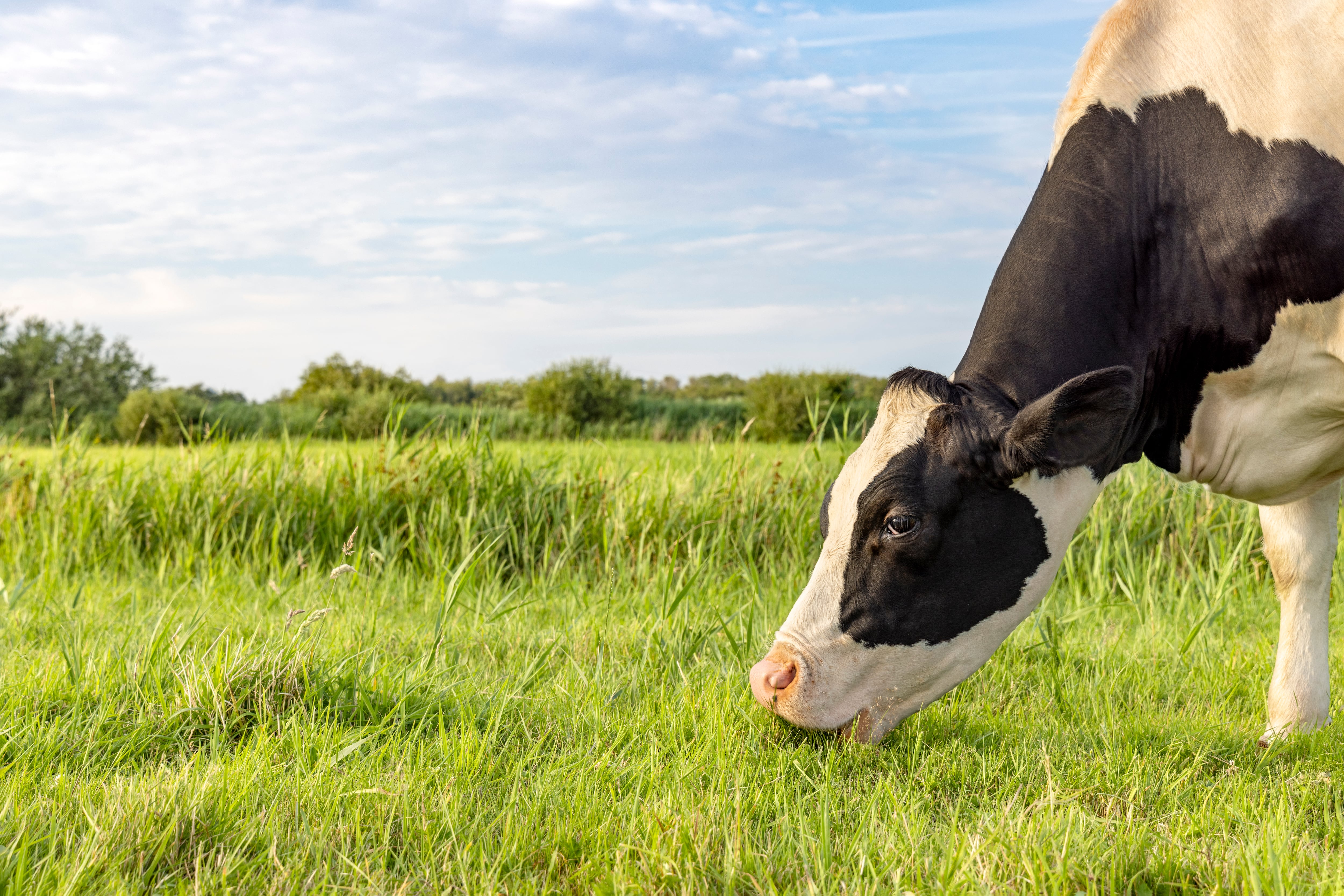Grazing cow, profil side view, eating blades of grass, black and white, a cows pink snout in a green grass pasture