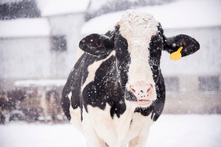 1,600 dairy cows are dead after Washington blizzard