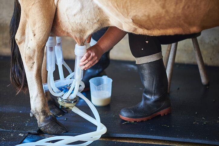 Stressed cows? Time to get the flute and sitar out, study reveals