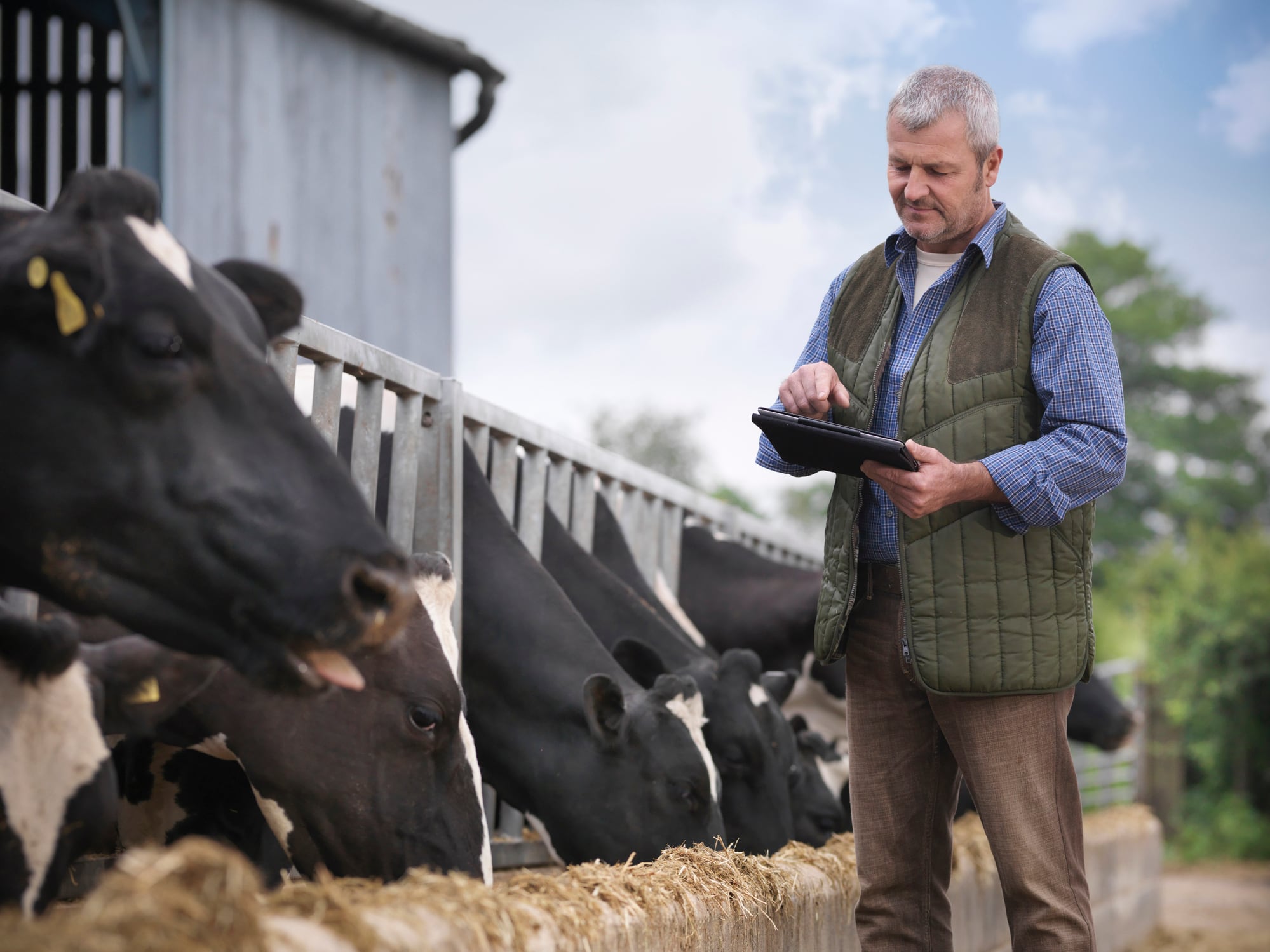 Nestlé teams with dairy supply chain partners to map path to scaling regen ag