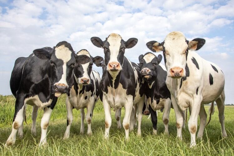 Ag emissions: Simple slurry treatment cuts methane by more than 99%