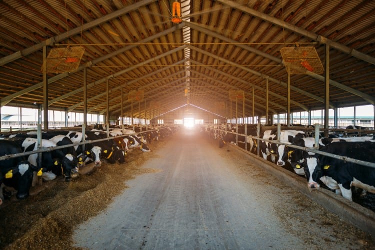 British supermarket trials ‘AI vet’ for dairy cows