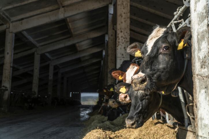 Iodoform is a potent mitigator of CH4 emissions but it impacts dairy cow milk yield and feed intake 