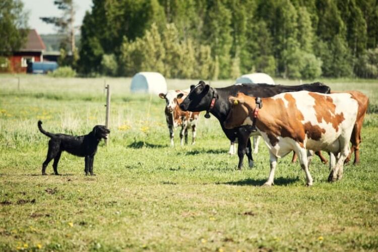 Arla Finland using blockchain technology to show milk journey to consumers