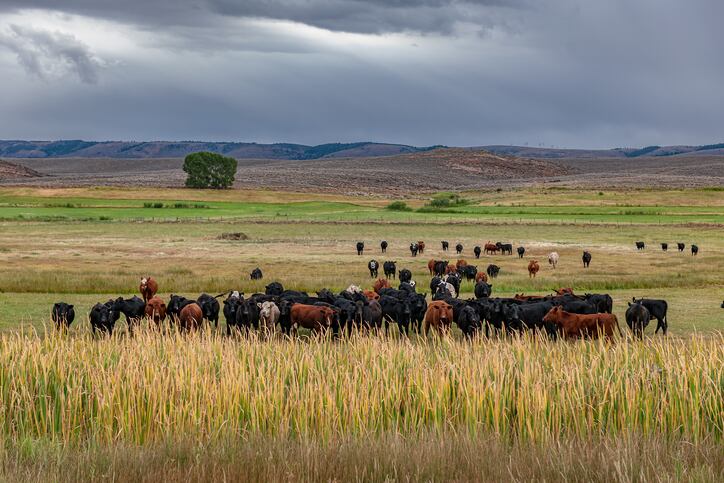 Trial yields promising results on methane reduction for Rumin8