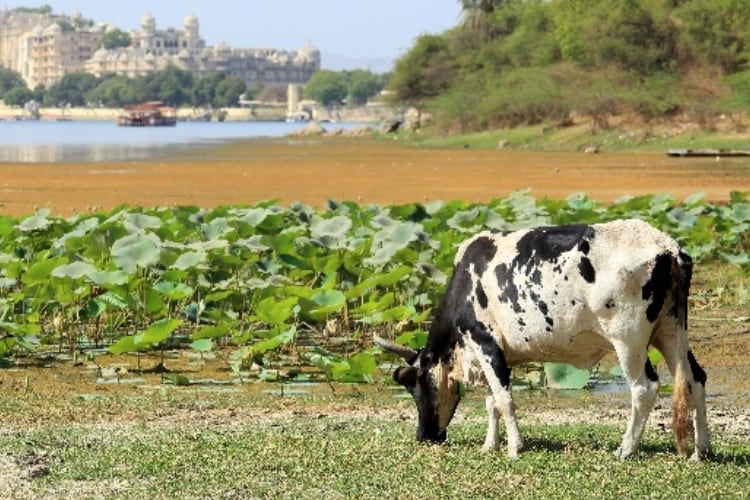 Can India double dairy farmers’ incomes in three years?