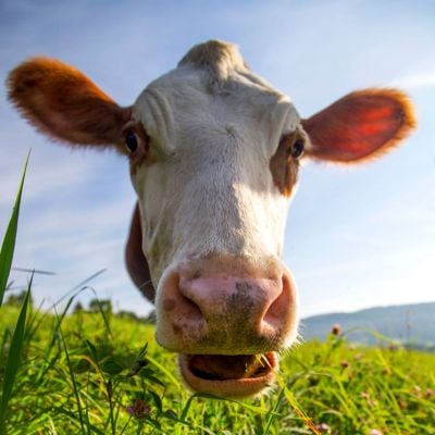 Maple-Hill-Creamery-Cows.jpg