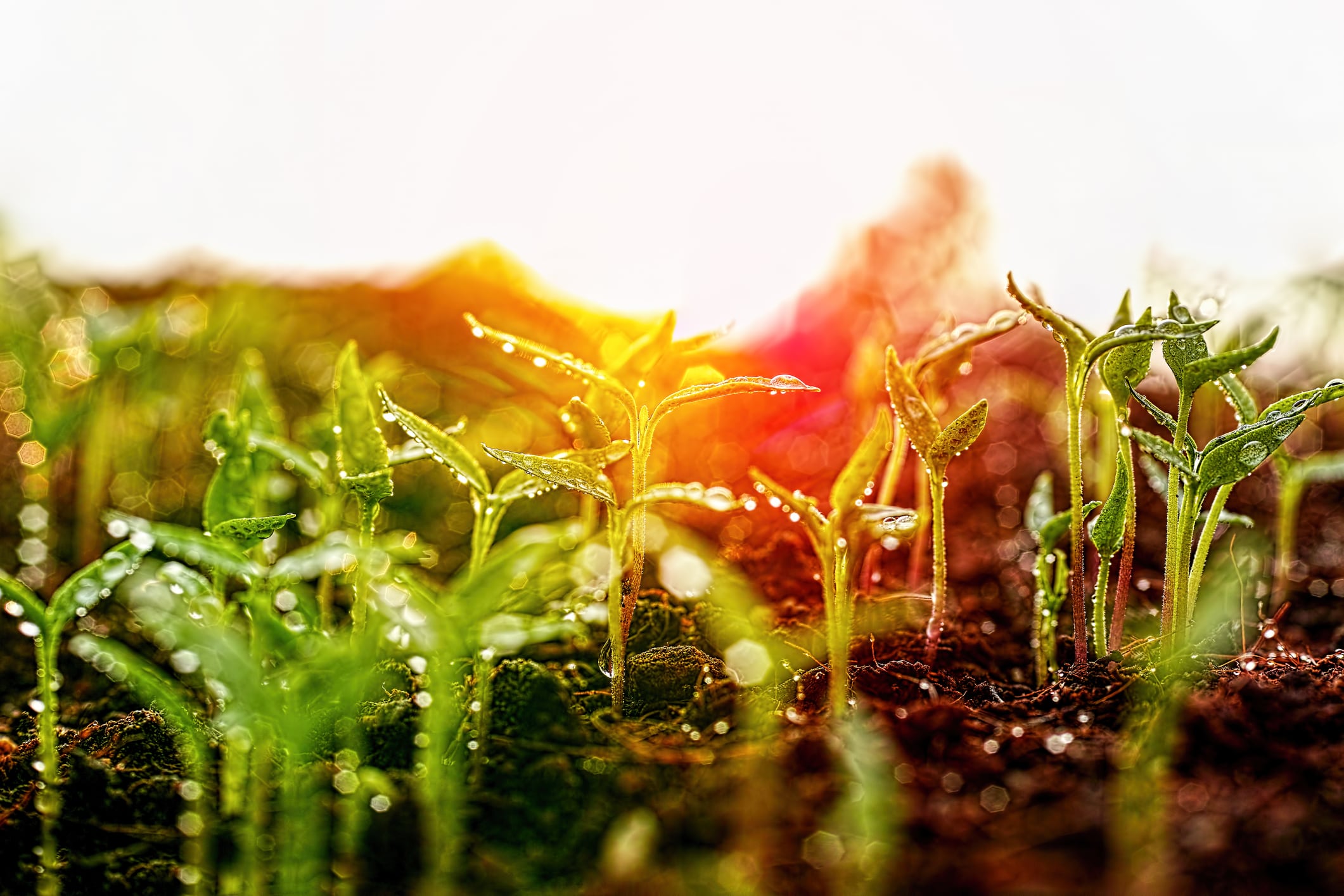 Consumers don’t care about regenerative agriculture - yet