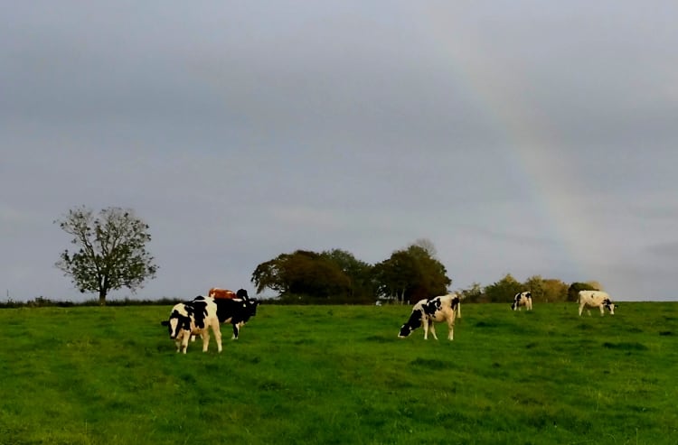 Dairy UK and NFU hit out at UK no-deal tariff review