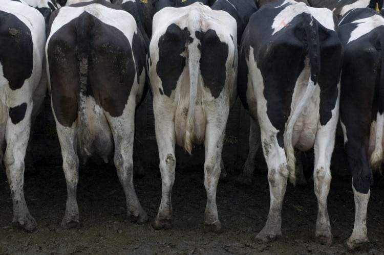 Dairy-farmer-handed-19K-bill-over-polluting-dam-of-manure.jpg