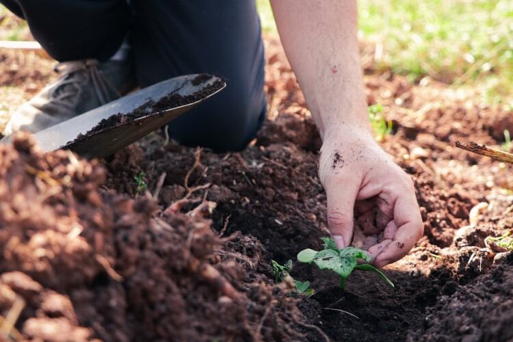 Regenerative ag label to launch in the US