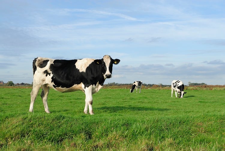 Would-consumers-pay-more-to-improve-animal-welfare.jpg