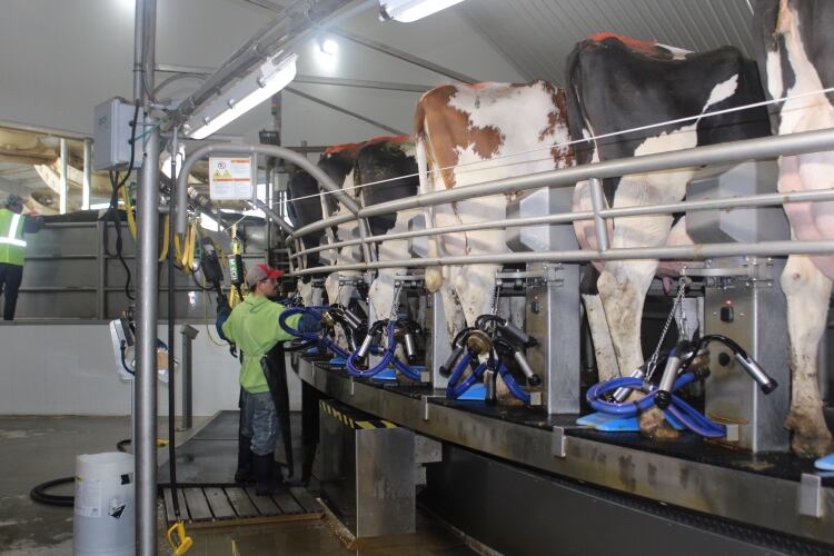 MVP Dairy receives B Corp certification
