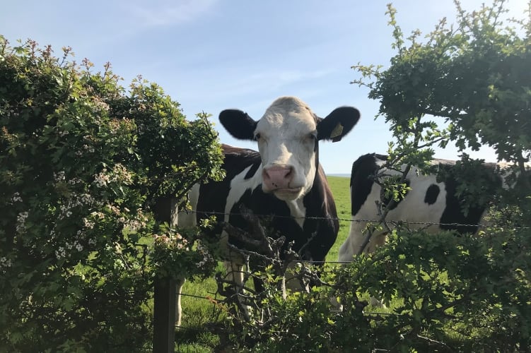 Progress on milk contracts and milk prices needed in 2022