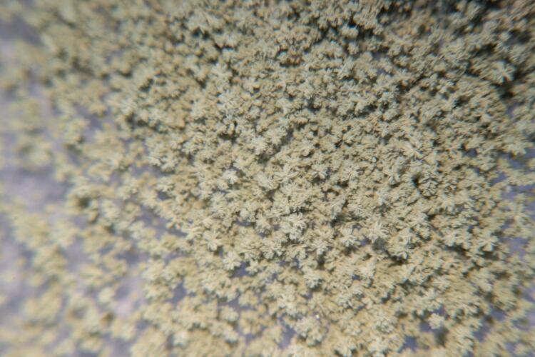 Eurofins Technologies given world’s first AOAC Performance Tested Methods status for screening method to detect aflatoxin M1 in milk