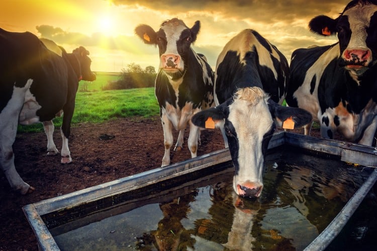 Turning slurry into water: How a US organic dairy upcycles manure into clean water, ammonia and fertilizer