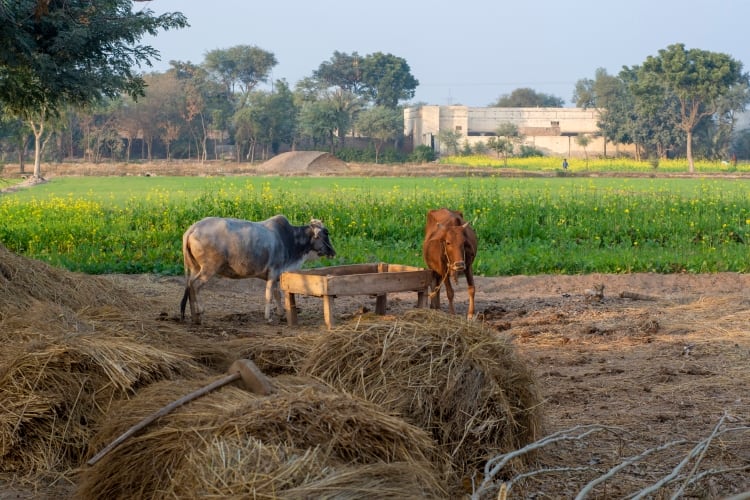FrieslandCampina Engro Pakistan Limited posts Q1 financial results