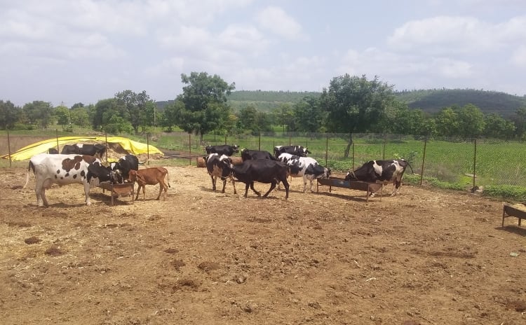 FAO-and-Rabobank-food-sustainability-partnership-to-look-at-dairy-sector-in-India-and-Kenya.jpg